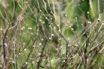wild flowers on blurred background