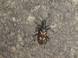 beetle black white brown stripes
