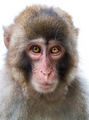 Close up isolated Japanese Macaque Face  