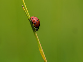 Red Ladybug In Pure Nature