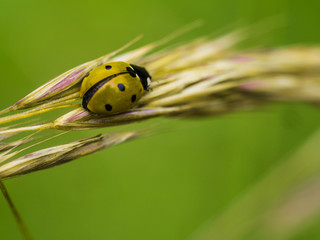 Red Ladybug In Pure Nature
