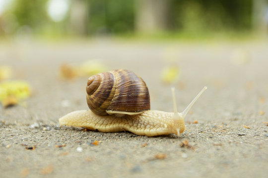 Snail crawling on pavement 