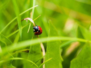 Fototapeta premium Red Ladybug In Pure Nature