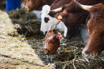 chicken walking around cow and brown cattle herd in small breeding husbandry livestock farming...