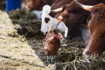 Abwaschbare Fototapete Hähnchen Hühner, die um Kuh- und Braunviehherde herumlaufen, in kleinen Zuchtbetrieben Viehzucht Produktionsindustrie Ranch