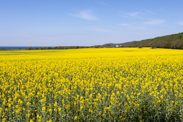 Obraz premium Rapeseed flowers