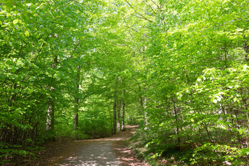 Beech Forests