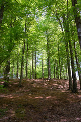 Beech Forests