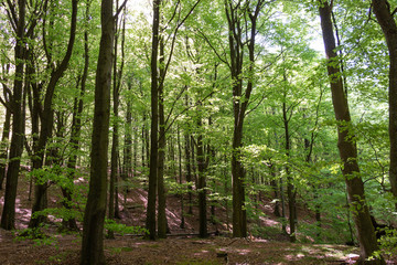 Beech Forests