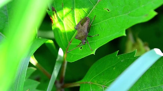 Coreus marginatus, dock bug, beetle