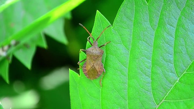 Coreus marginatus, dock bug, beetle