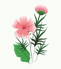 Beautiful pink flowers with leaves vector illustration graphic design