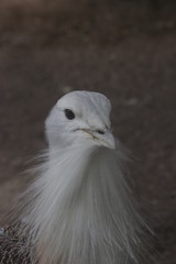 Close up  Great Bustard Bird, Otis Tarda, Beijing, China