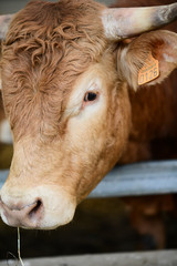 headshot closeup portrait of brown cow cattle herd in small breeding husbandry livestock farming production industry ranch