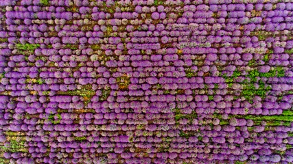 Foto op Plexiglas Lavendel veld luchtfoto. Bovenaanzicht. © leo_nik