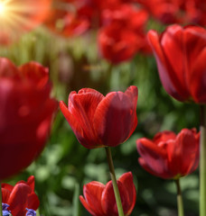 Fototapeta premium red blossoming tulips with green stems and leaves