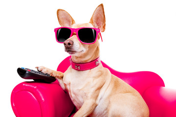 dog watching tv on the couch