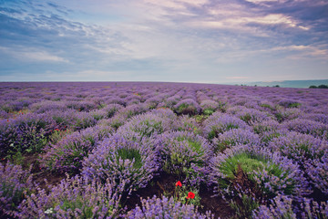 Fototapeta na wymiar Sunrise on lavender field.