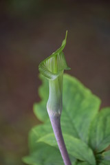 森の妖精、名も知らぬ植物