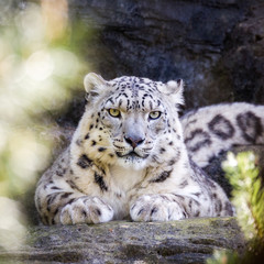 Attentive snow leopard keeps a watchful eye through the foliage.