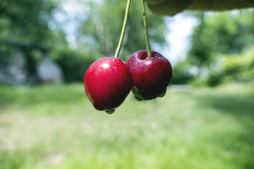 Two cherries against the background of nature