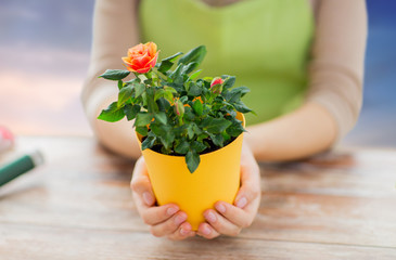 gardening, planting and people concept - close up of female gardener hands holding flower pot with rose over sky background