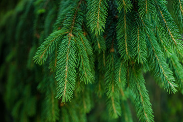 Close-up view of green fir tree branches