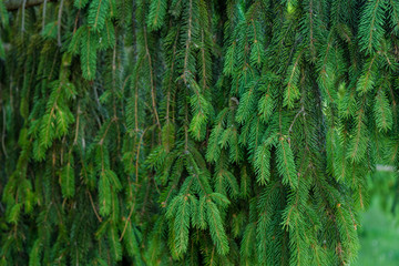 Fototapeta premium Close-up view of green fir tree branches