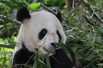 Funny Giant Panda in Beijing, China