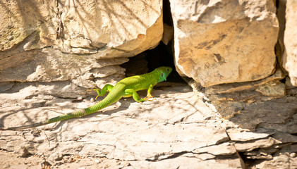 green lizard goes home 