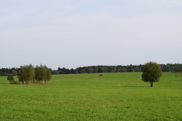 Fototapeta premium За городом