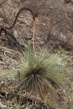 Wilpena Pound South Australia, Australian native yakka grass tree with flower spike