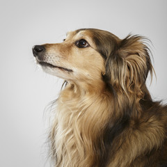 Studio portrait of an expressive Collie dog against neutral background
