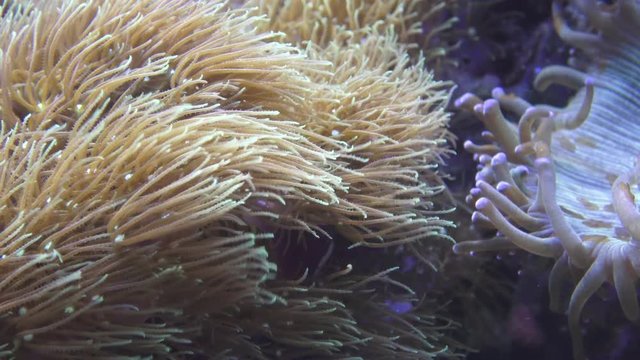 Pulsating soft coral. Underwater world.