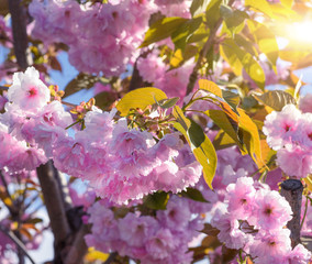 flowering branch of a pink cherry blossom