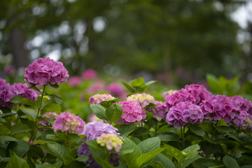 Fototapeta premium 紫陽花
