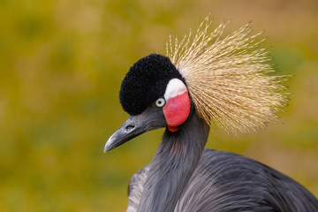 Gray Crowned Crane II