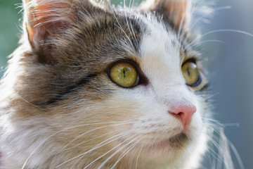 Portrait of a cat. Closeup, selective focus