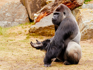 Gorilla sitting upright holding his hand up © Nick