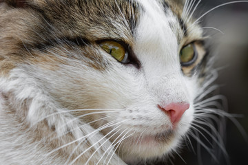 Portrait of a cat. Closeup, selective focus
