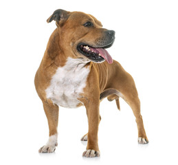 staffordshire bull terrier
