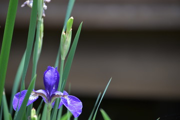 あやめ、ひっそりと気高く咲き誇る