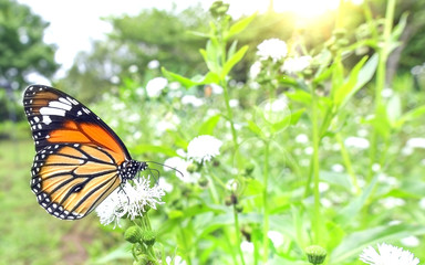 Close up of butterfly on flower