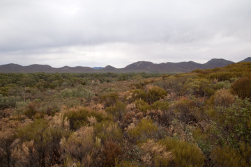 Wilpena Pound South Australia, panoramic view of the pound with autumn colours in the bush