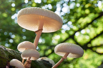 Close-up of a group of white porcelain fungus or Oudemansiella mucida against a blurry bokeh green background 