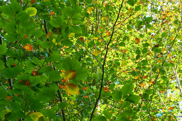 Green foliage in summer with a few orange brown autumn leaves 