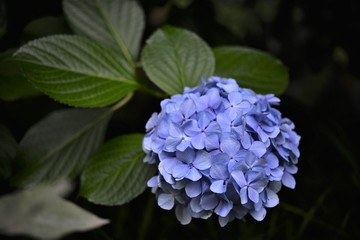 Japanese Flowers