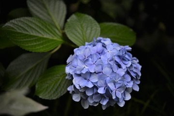 Japanese Flowers