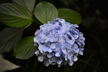 Japanese Flowers