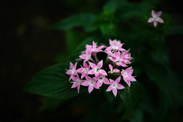 Japanese Flowers